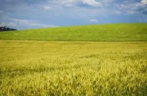Campagna AAXA