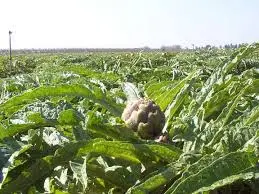 campo