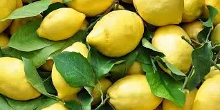 Limoni e produzioni agricole del territorio