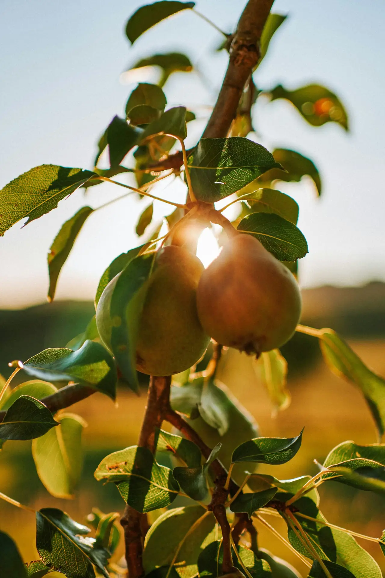 Progetti d'Innovazione