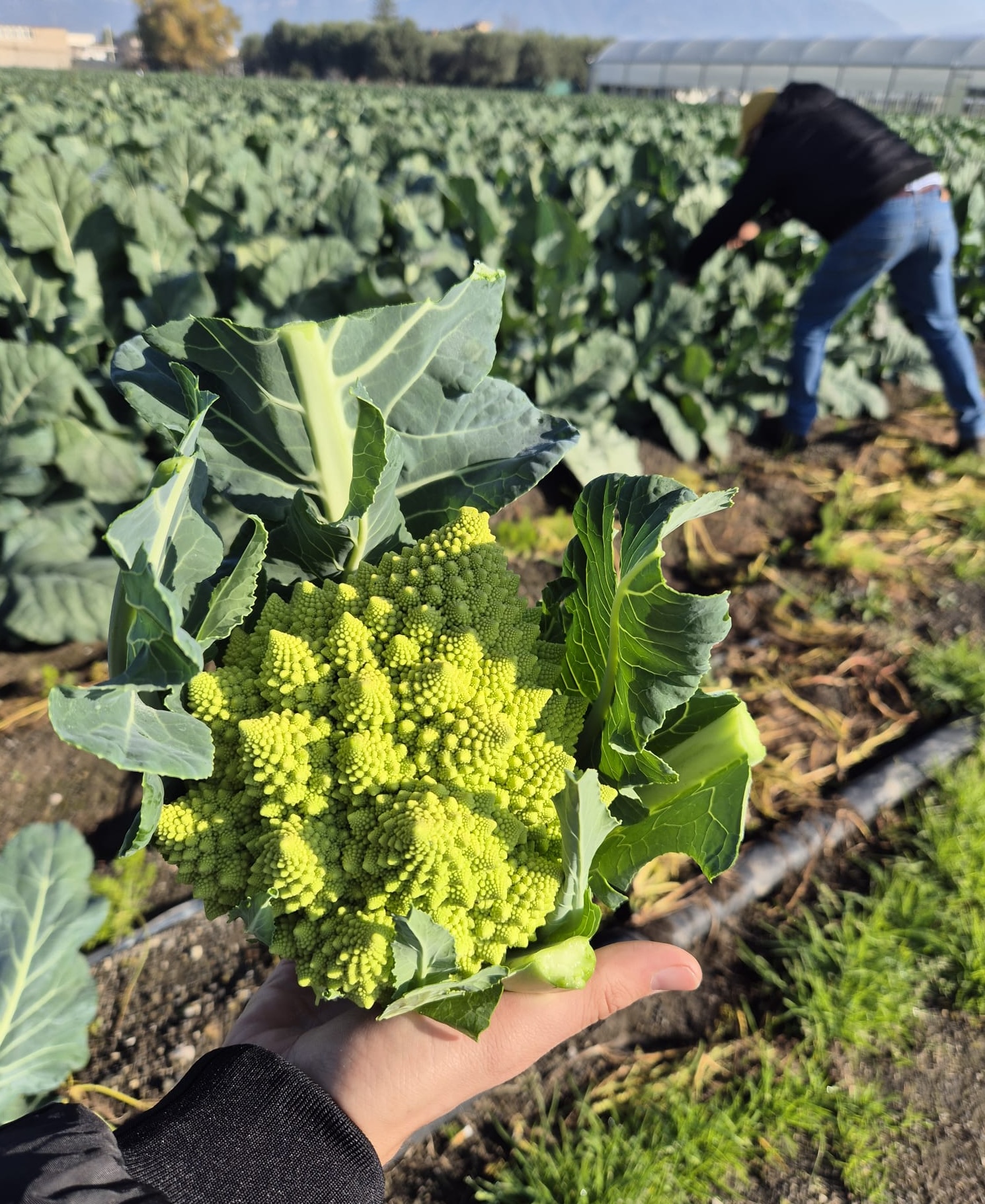 Broccolo romanesco e colture agricole locali