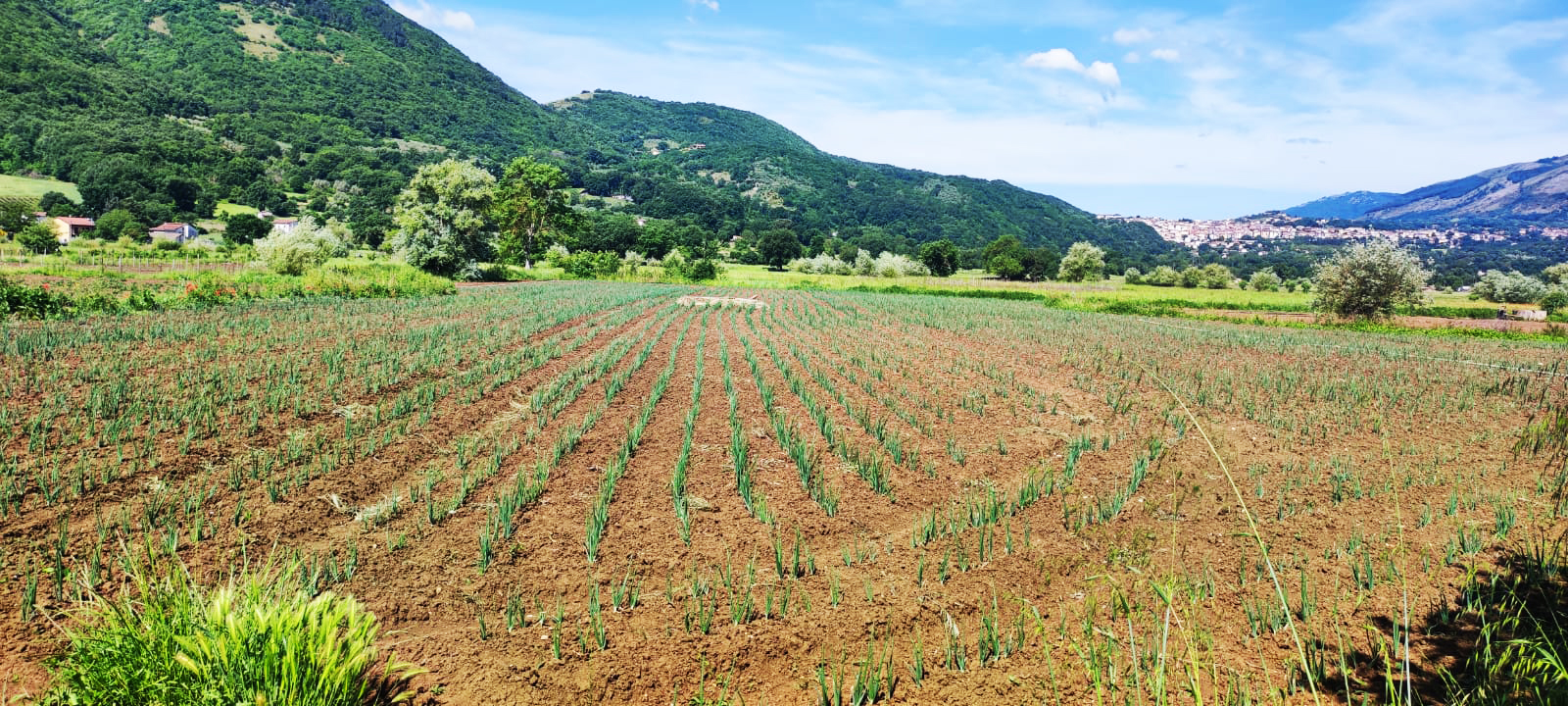 Paesaggio agricolo campano con campo coltivato, montagne e cielo