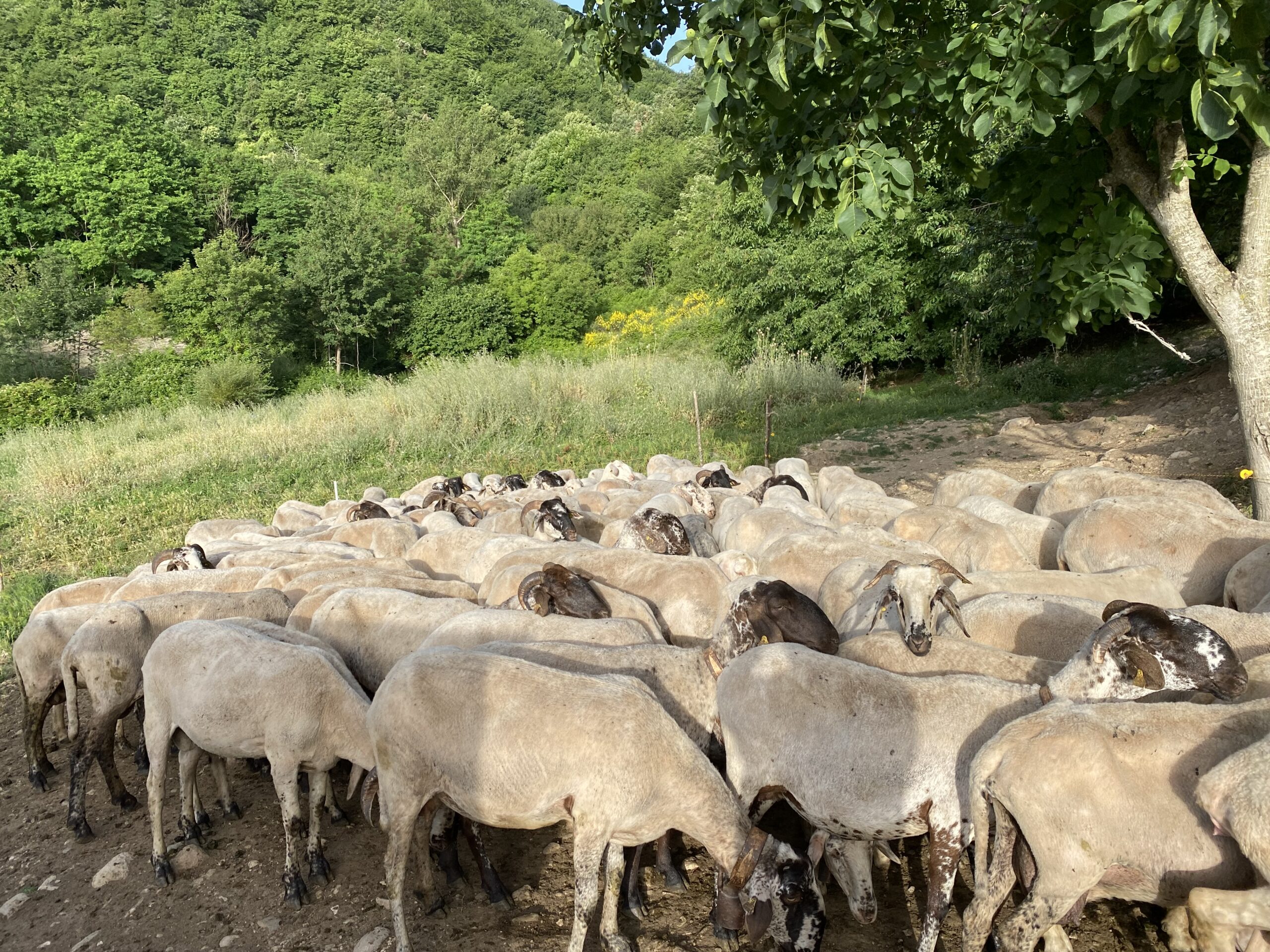 Gregge di pecore al pascolo semibrado nel territorio montano