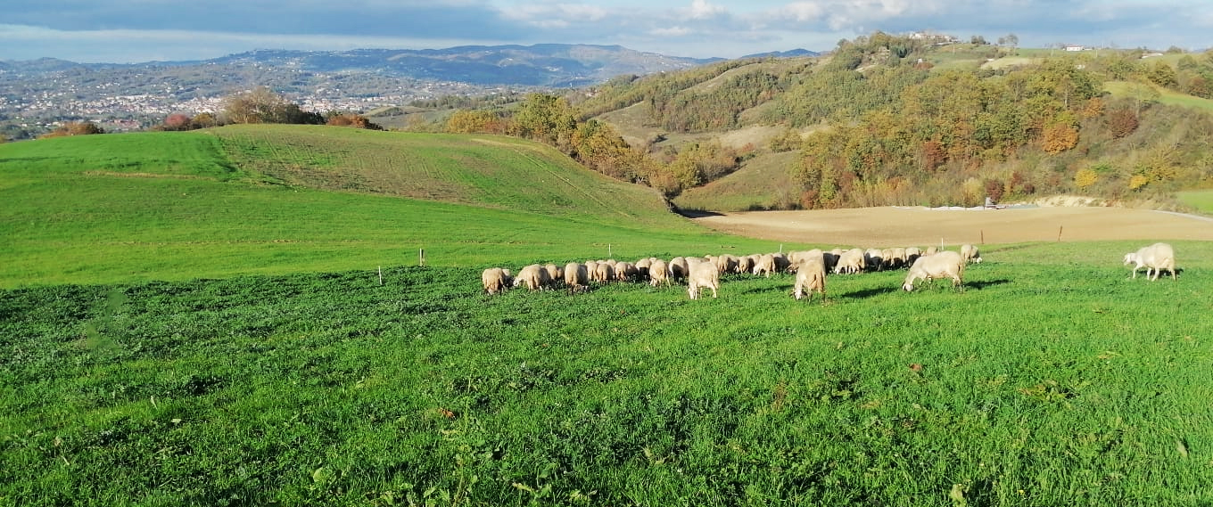 Gregge di pecore al pascolo con vista sul paese