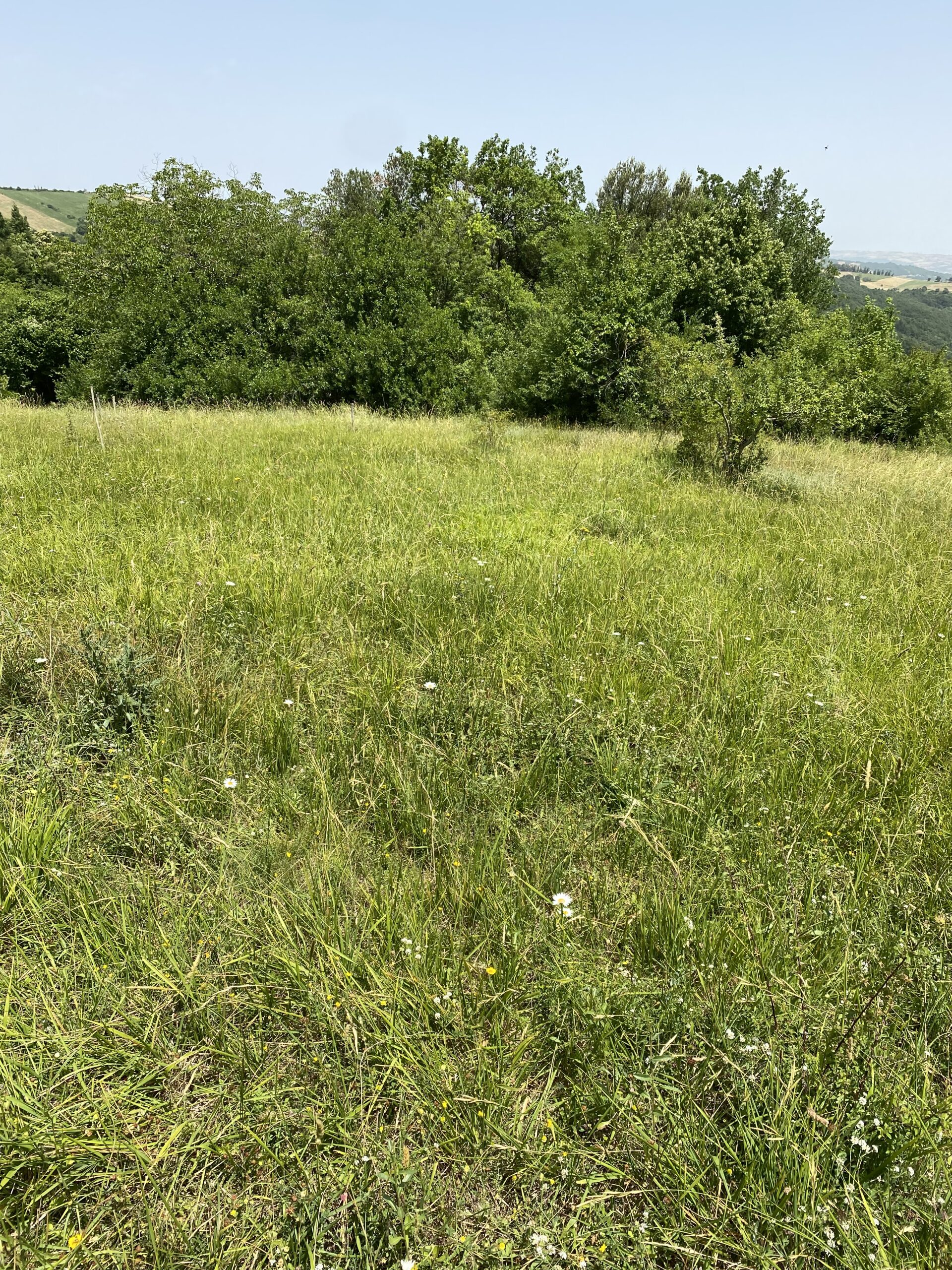 Prato falciato nel paesaggio collinare dell'Alta Valle del Sele