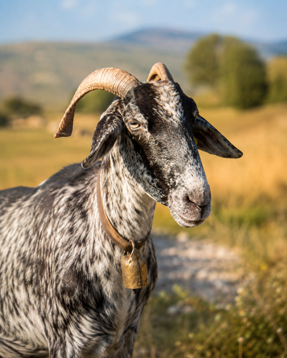 Pecora Bagnolese (Malvizza) - Progetto SAVEPEB