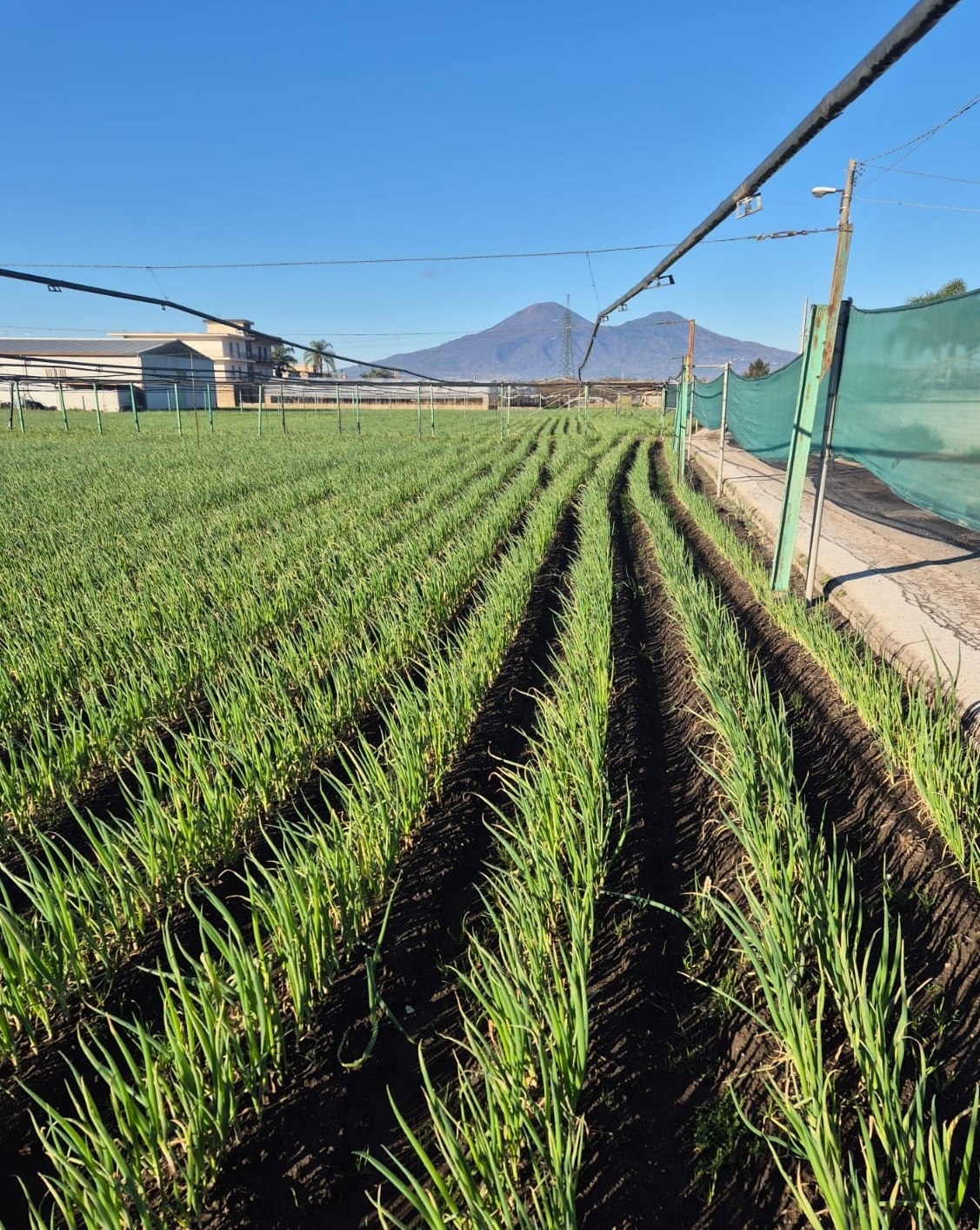 Campo di cipolle con vista sul Vesuvio e strada rurale
