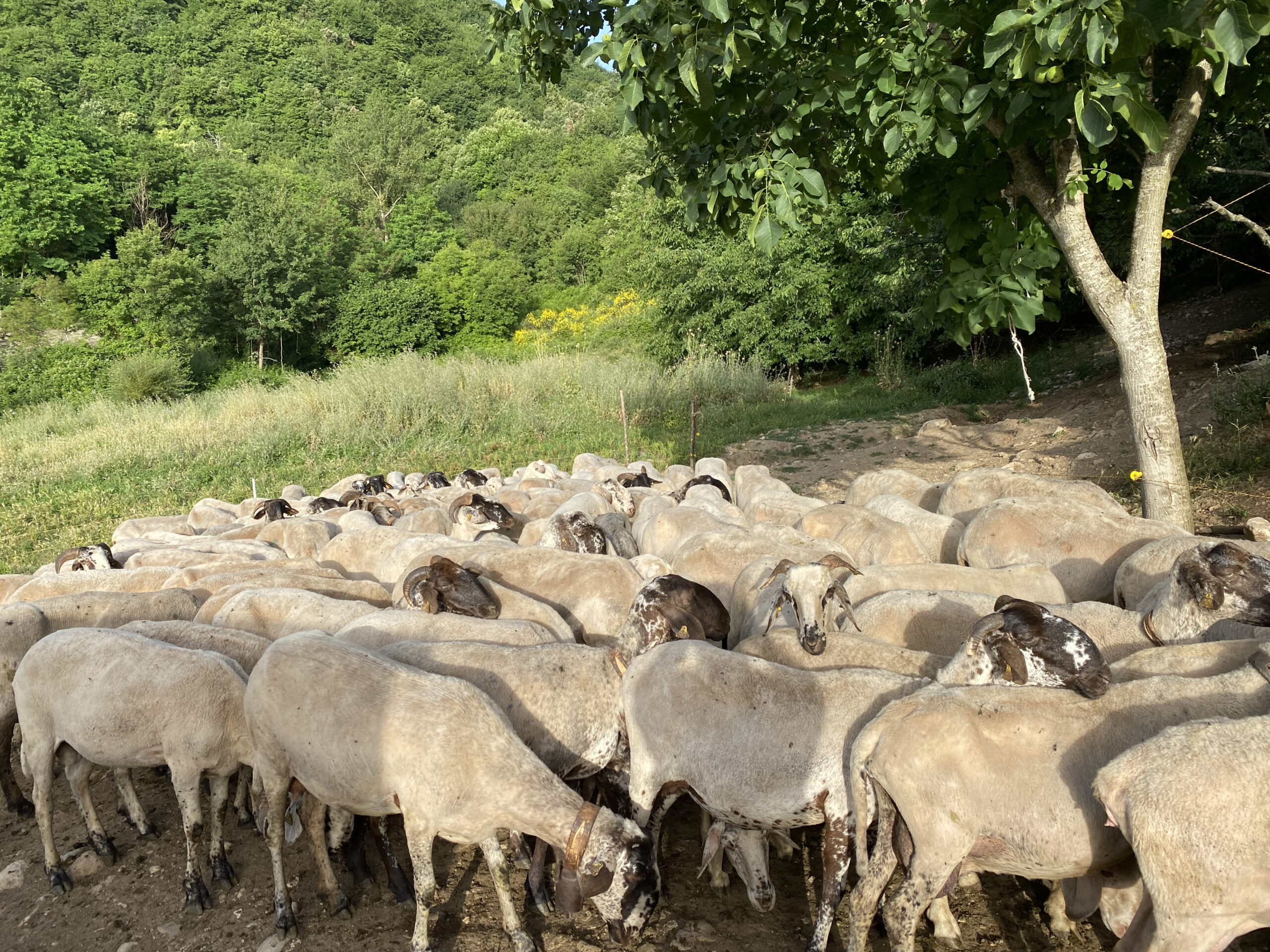 Gregge di pecore al pascolo in area boschiva