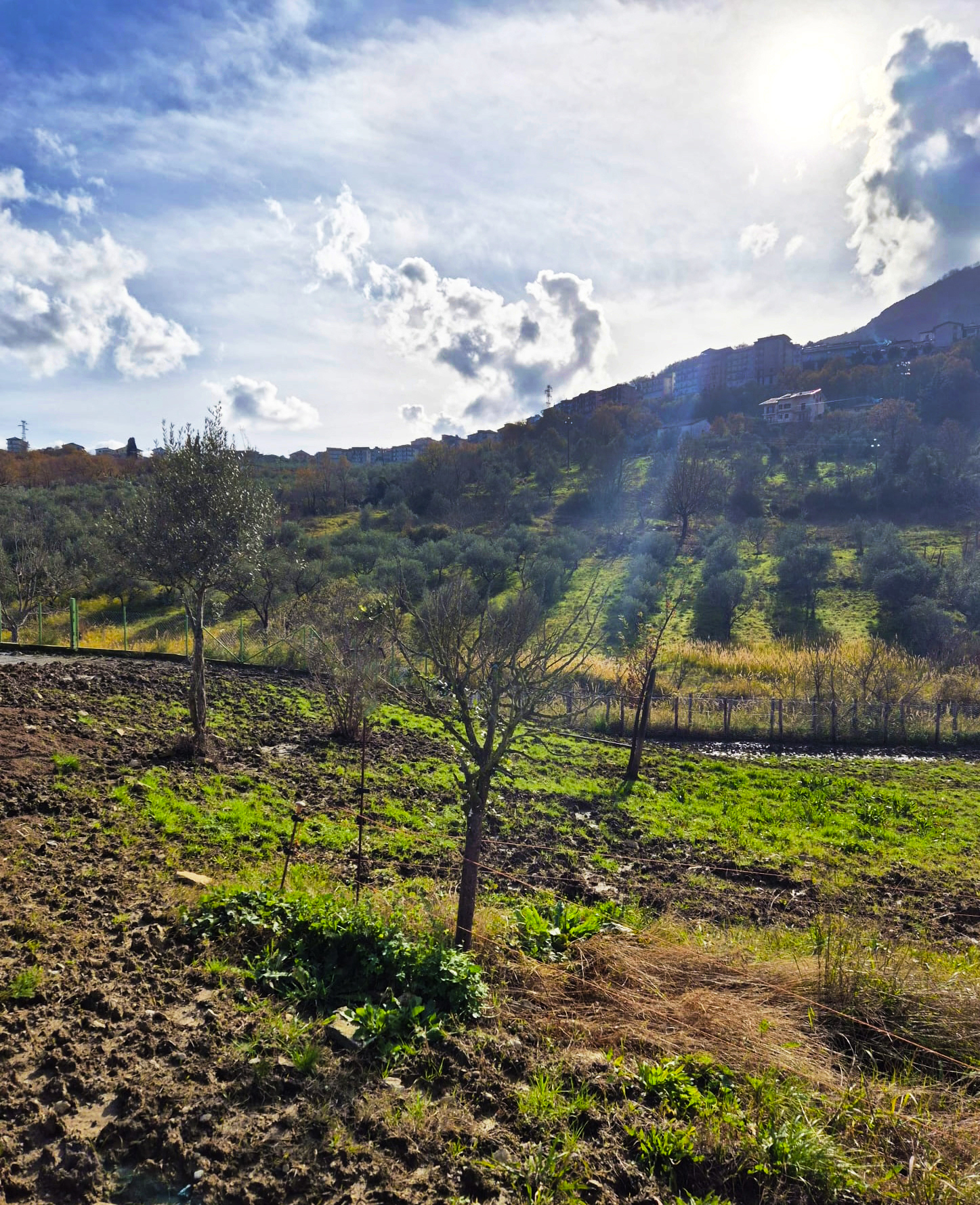 Uliveto e terreno agricolo con vista sul paese